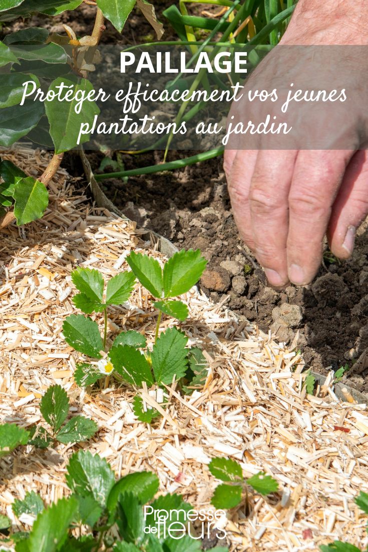 Junge Gartenpflanzen mulchen