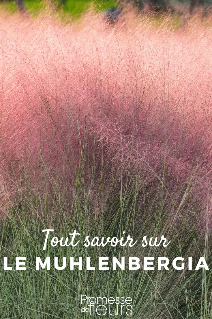 Muhlenbergia: Pflanzen, Pflegen und Kultivieren Muhlenbergia