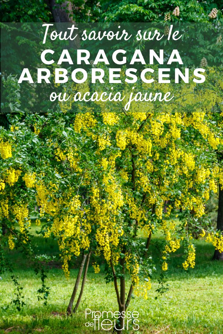 Caragana arborescens, Gelber Erbsenstrauch: Pflanzung, Pflege und Kultivierung Caragana arborescens: Pflanzung, Pflege und Kultivierung