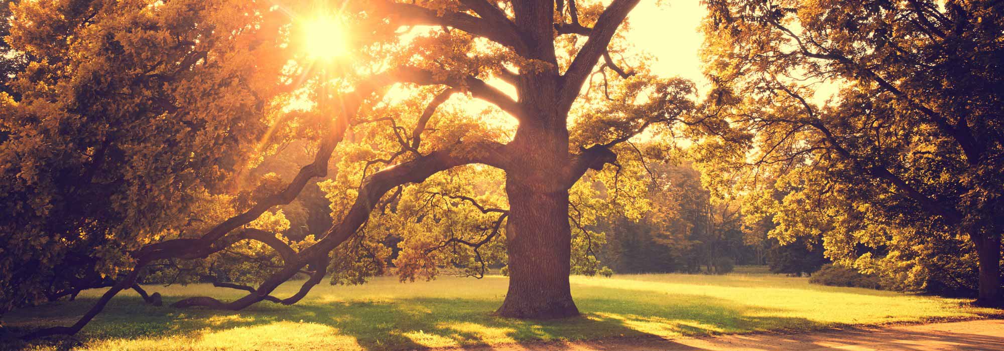 Alte Gartenbäume: Was tun?