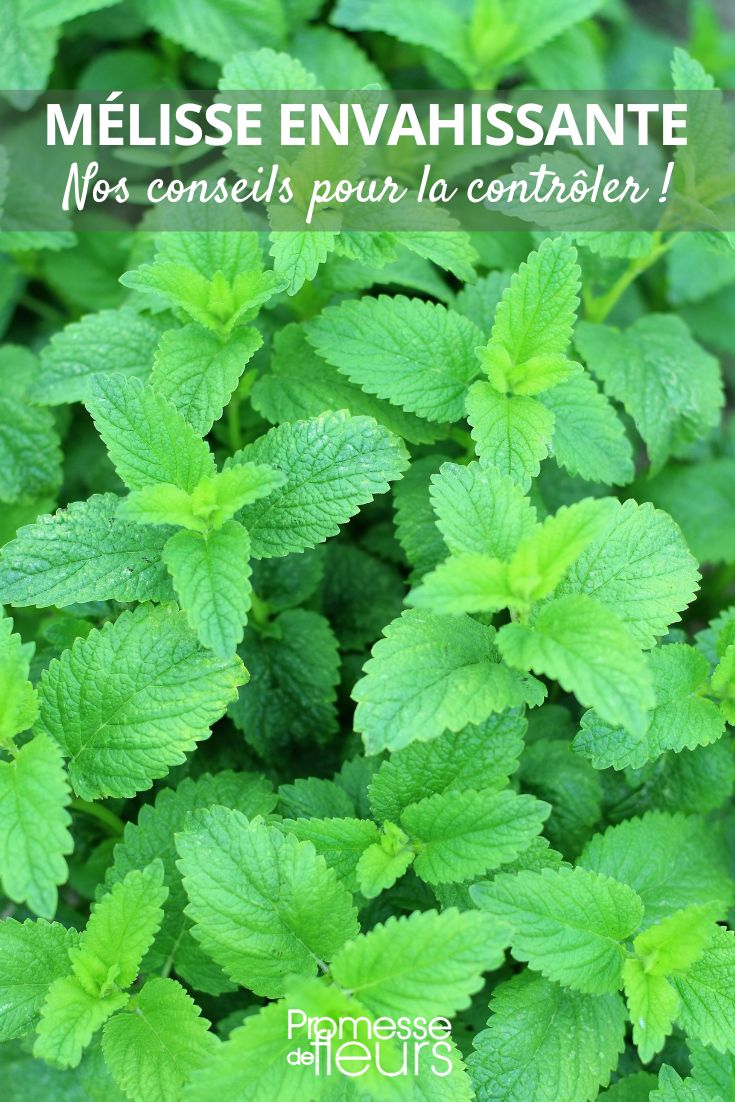 Zitronenmelisse (Melissa officinalis) neigt zum Wuchern. Diese aromatische Staude breitet sich durch Selbstaussaat und unterirdische Ausläufer schnell aus.  

**Tipps zur Eindämmung:**  
- Regelmäßiges Zurückschneiden vor der Blüte verhindert unkontrollierte Vermehrung  
- Wurzelbarrieren im Beet einbauen  
- In Töpfen kultivieren  
- Ausläufer frühzeitig entfernen  

Die Pflanze ist zwar nützlich (Bienenweide, Heilpflanze), aber im Garten oft zu dominant. Durch gezielte Pflege lässt sich ihr Wachstum kontrollieren.  

*Hinweis:* Verwechseln Sie sie nicht mit der ähnlichen, aber nicht wuchernden Katzenminze (Nepeta).