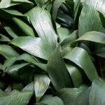 Gewöhnliche Schusterpalme: Pflege drinnen & im Garten