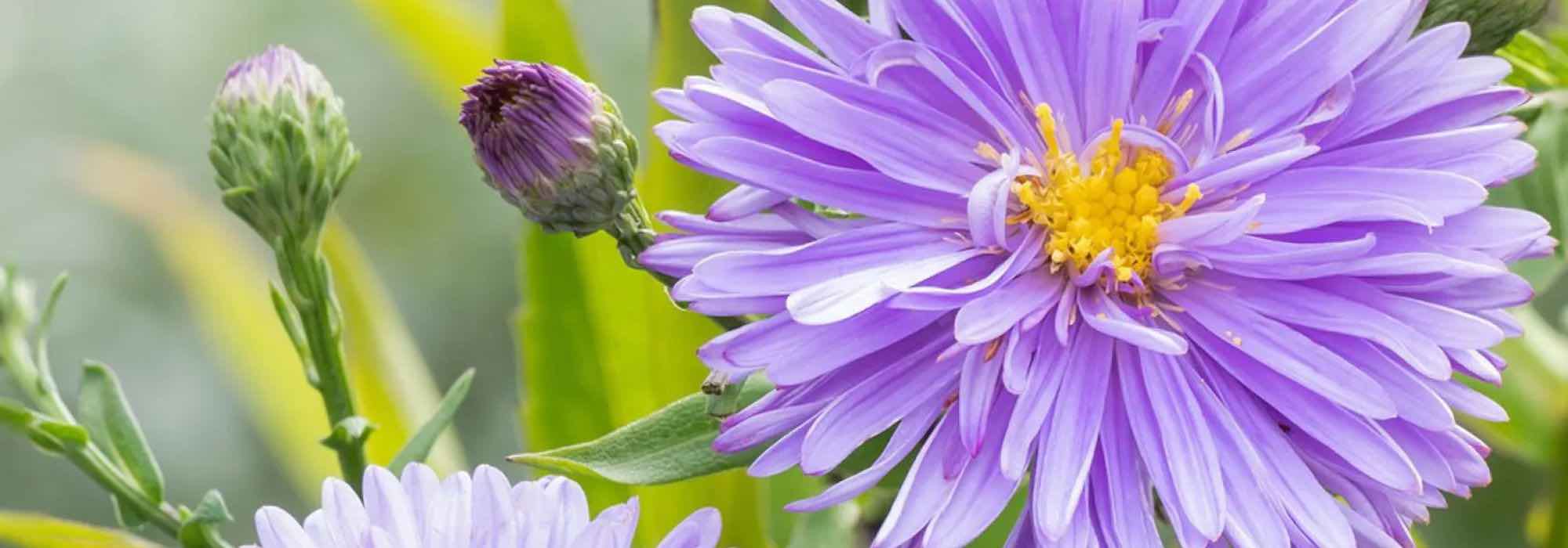 Riesenastern: lange, bunte Herbstblüte