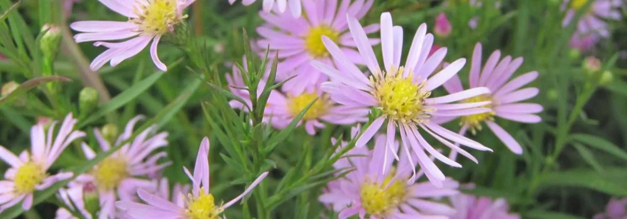 Die besten rosa Astern für den Herbstgarten