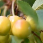 Alte und regionale Kirschbaumsorten: pflanzen und bewahren