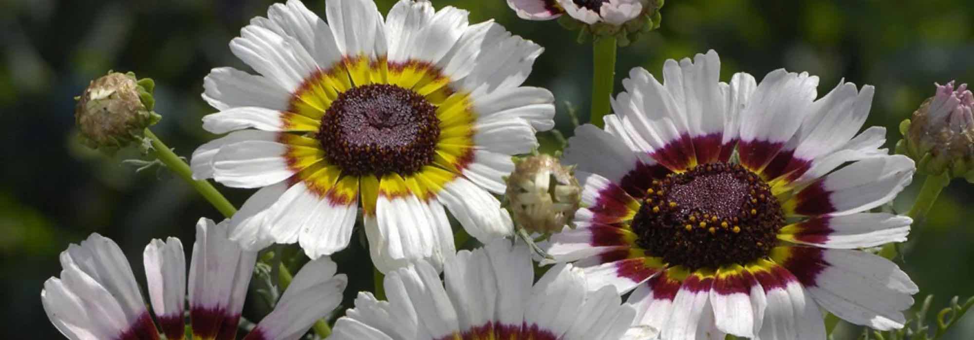 Gewöhnlicher Feldrittersporn oder Garten-Chrysantheme: der Unterschied?
