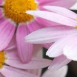 Herbstgarten: Chrysanthème winterhart kultivieren
