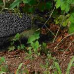 Wildtiere im Garten: freie Wege schaffen