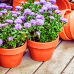 Aster vermehren?