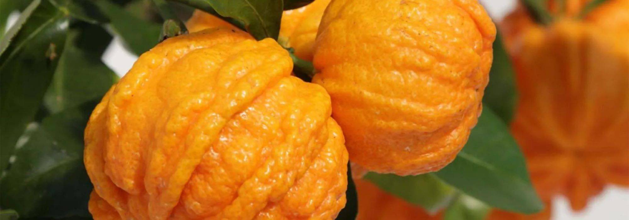 Hybride Orange kultivieren
