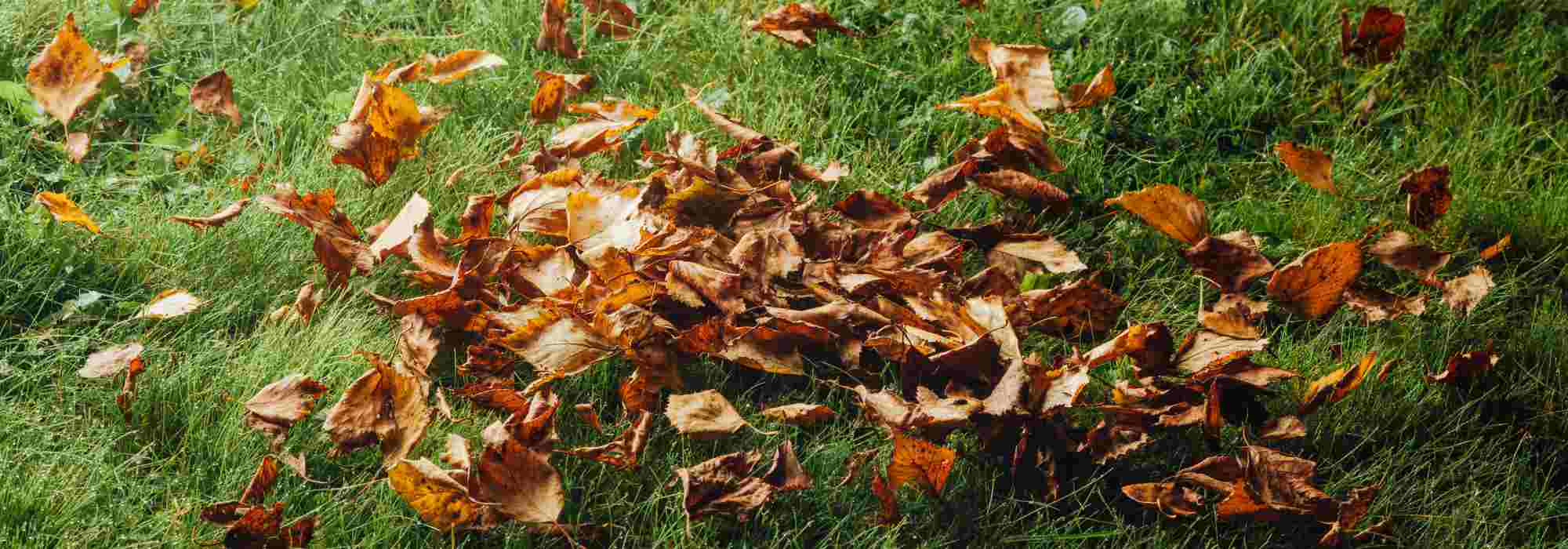 Rasenpflege im Herbst?