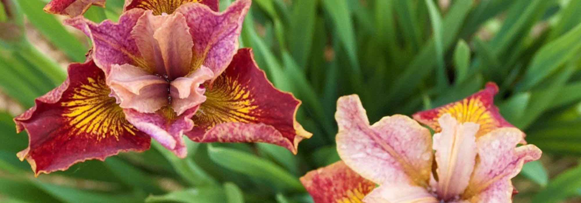 Top 7 Gelbe Sumpf-Schwertlilien: bunte Blüten