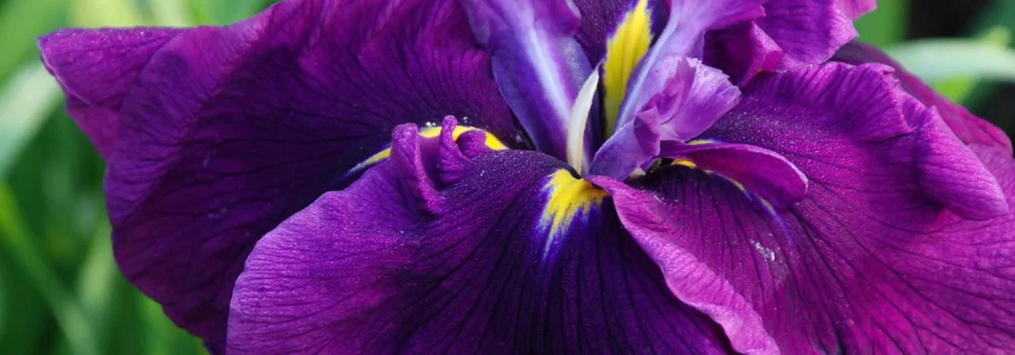 7 Gelbe Sumpf-Schwertlilien mit violetten und purpurroten Blüten