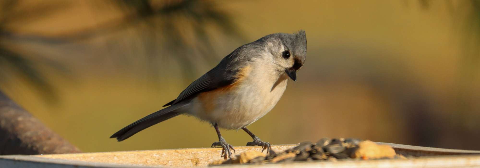 Welche Futterstelle für welche Vögel?