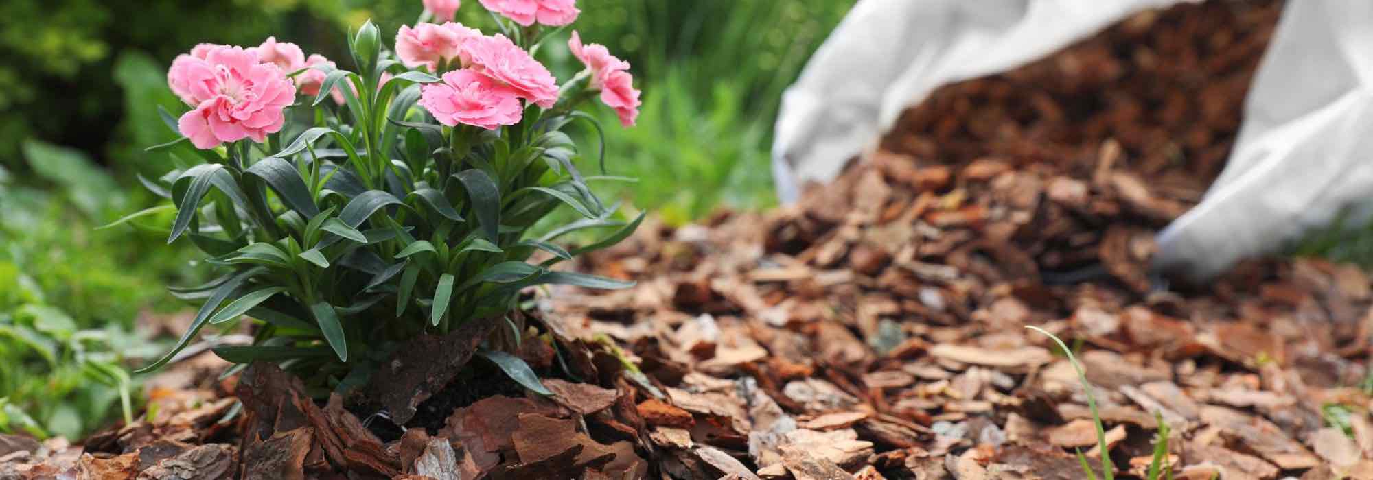 Holzhäcksel als Mulch verwenden?