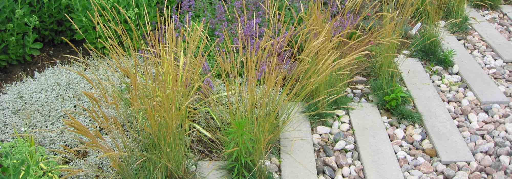Welcher Mulch für mediterrane Pflanzen?