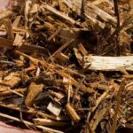 Mulchen: Jungpflanzen im Garten schützen?