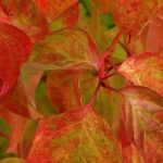 9 Pflanzen für einen lebendigen Herbstgarten