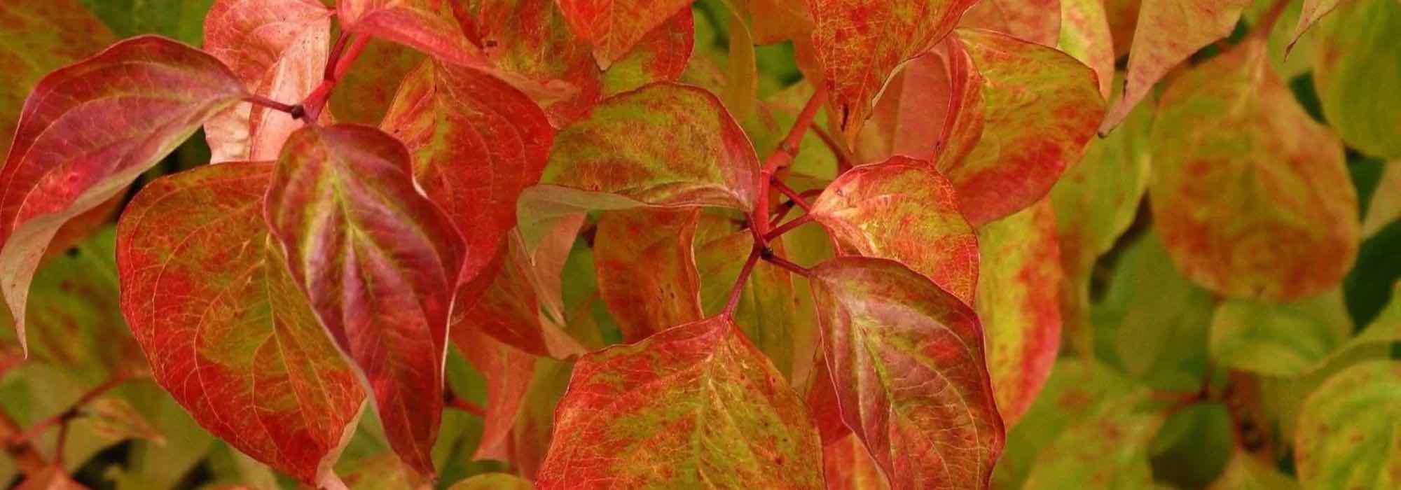 9 Pflanzen für einen lebendigen Herbstgarten