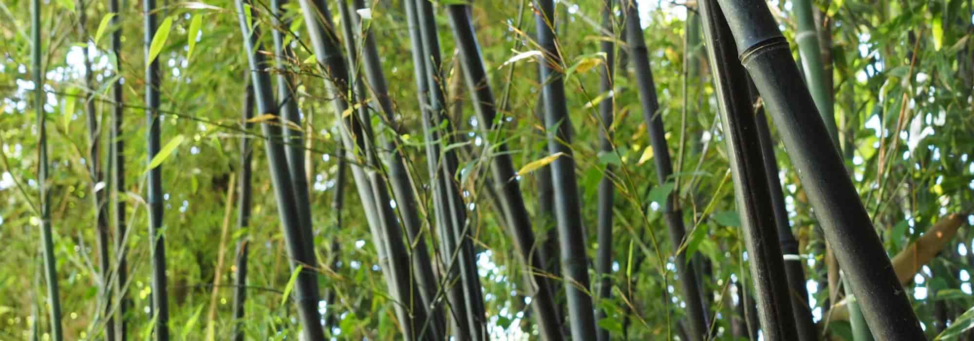 Invasive Pflanze stoppen?