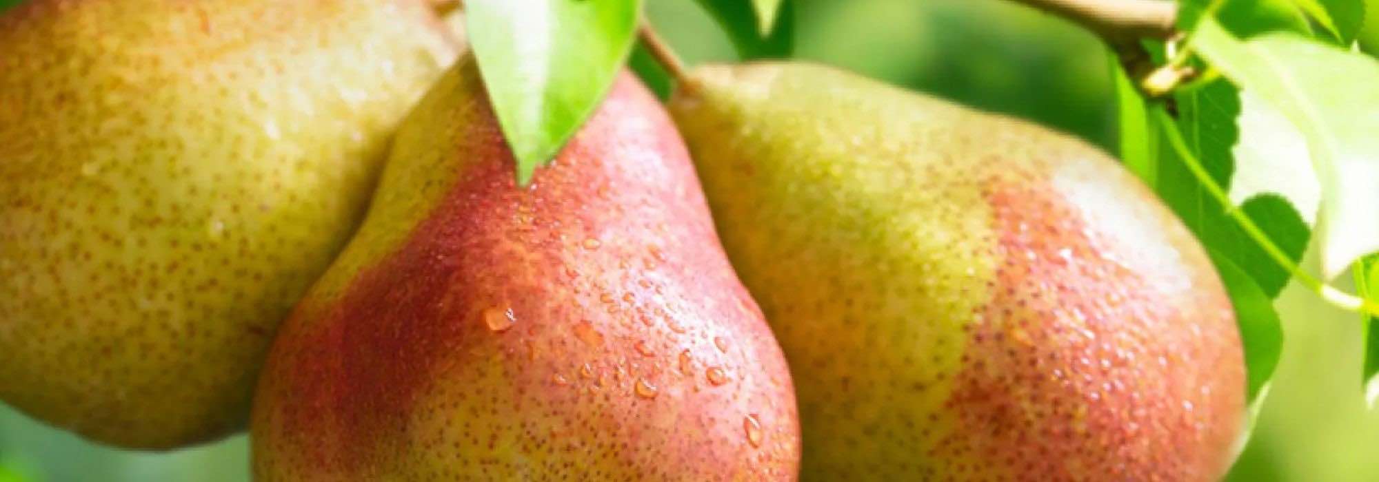 Birnbäume: Warum alte Sorten aus der Region wählen?