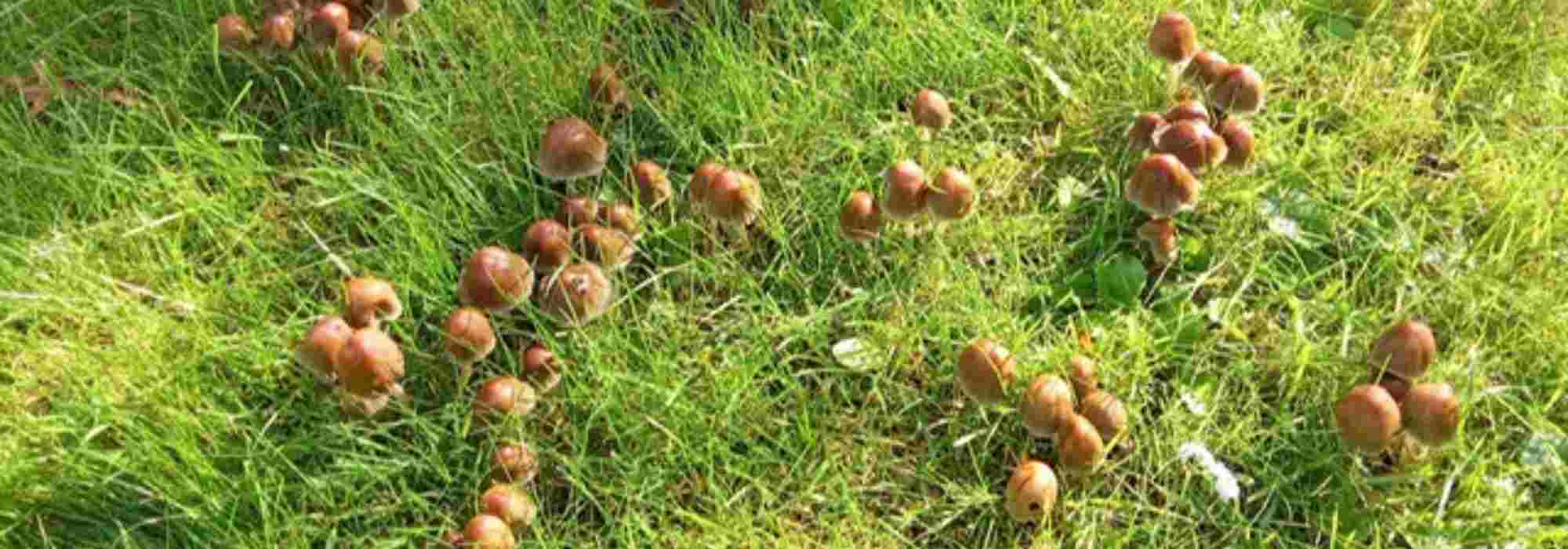 Pilze im Rasen: Was tun?