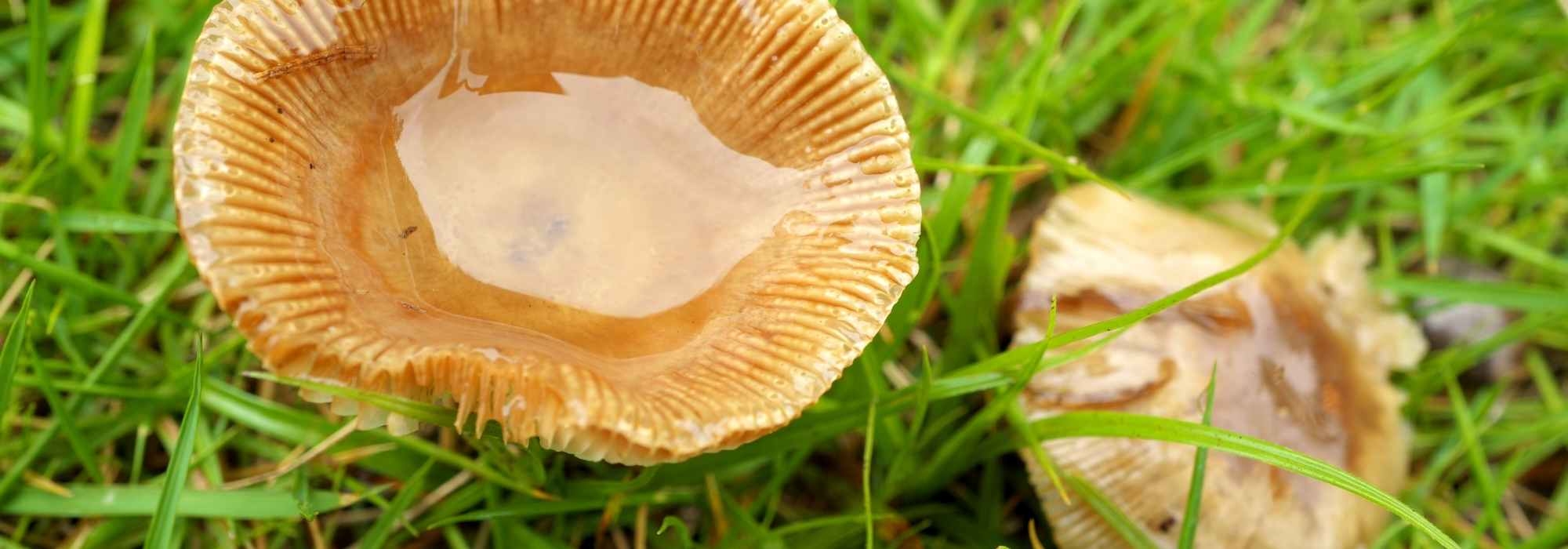 Welche Pilze im Garten sammeln und essen?