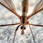 Schnaken, die unbeliebten Verwandten der Mücken