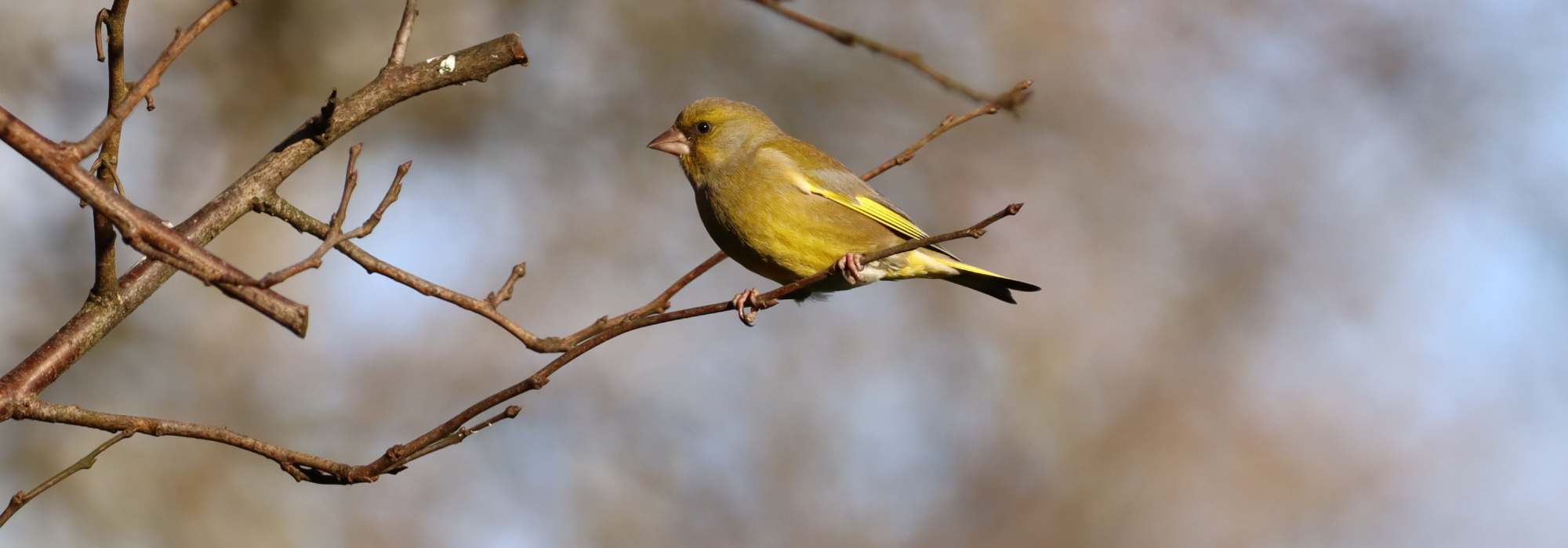 Grünfink im Garten: Diesen Vogel willkommen heißen