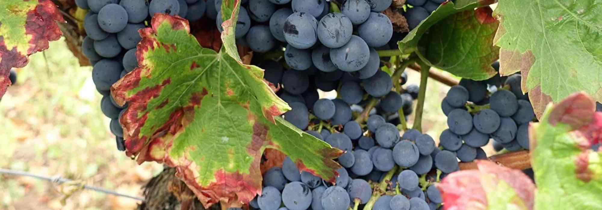Warum alte, heimische Weinreben für den Garten?