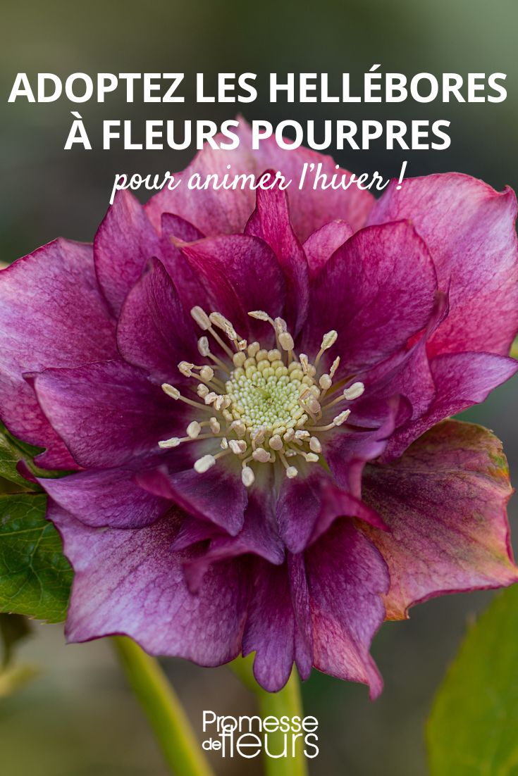 Helleborus Double Ellen Bloom. Lenzrose wächst im Garten