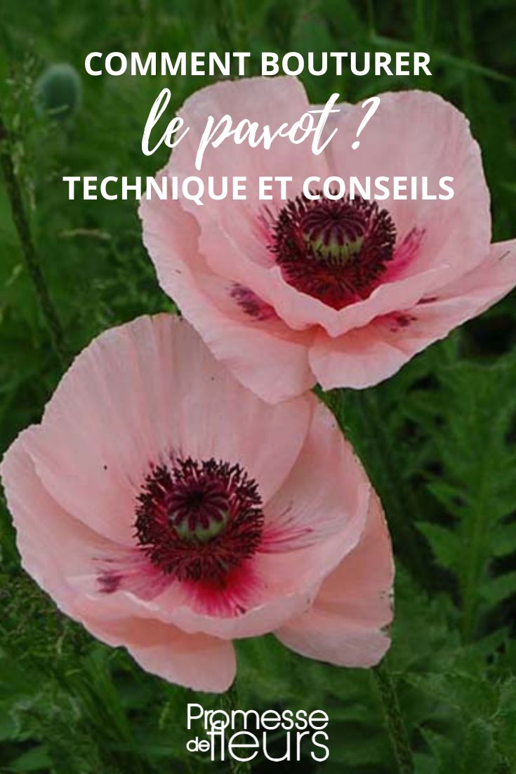 Hier ist die professionelle Übersetzung des Pflanzennamens ins Deutsche:

Orientalischer Mohn 'Karine' (Papaver orientale 'Karine')

Anmerkung: Bei Pflanzennamen wird in der Regel der botanische Name (hier Papaver orientale) nicht übersetzt, während der deutsche Trivialname ("Orientalischer Mohn") und die Sortenbezeichnung ('Karine' in einfachen Anführungszeichen) verwendet werden. Die Sortenbezeichnung bleibt unverändert.
