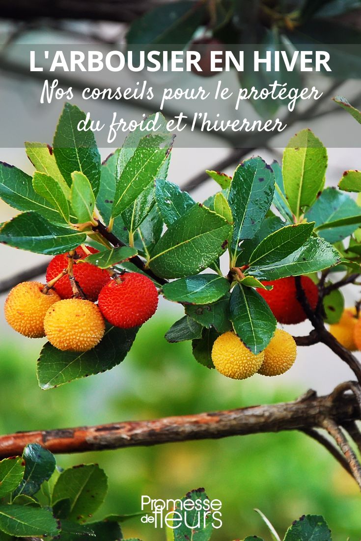 Überwinterung der Erdbeerbaum