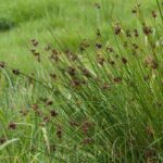 Juncus - Binse: Pflanzung und Pflege