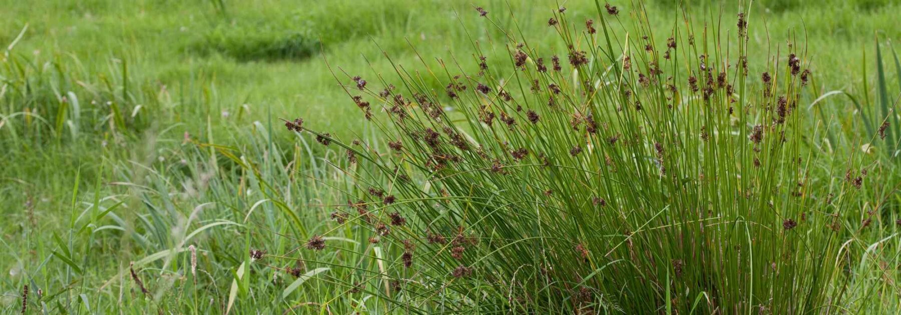Juncus - Binsen: Pflanzung und Pflege