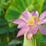 Hornklee, Lotosblume: Kälteschutz und Überwinterung?