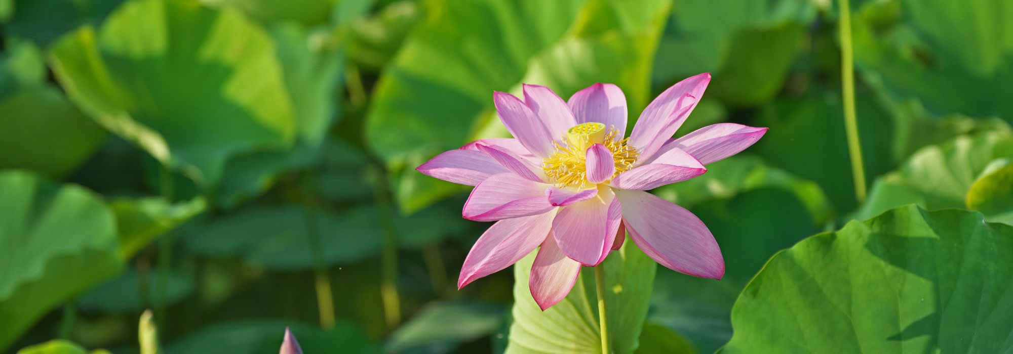 Hornklee, Lotosblume: Kälteschutz und Überwinterung?