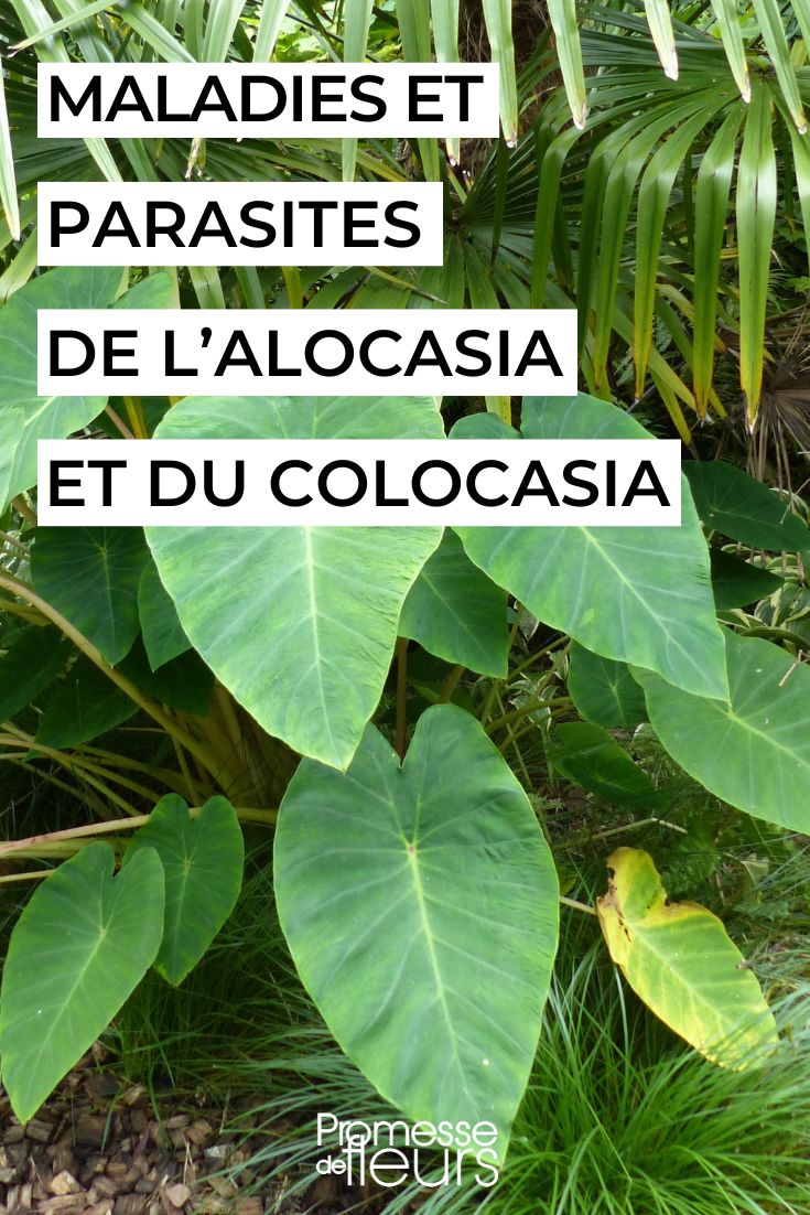 Pflege von Colocasia und Alocasia

Colocasia und Alocasia, auch bekannt als Elefantenohren, sind tropische Pflanzen mit spektakulären Blättern, die in jedem Garten oder Wohnraum einen exotischen Akzent setzen. Hier sind die wichtigsten Pflegetipps:

Standort:
- Beide Arten bevorzugen helle Standorte ohne direkte Mittagssonne
- Ideal sind Temperaturen zwischen 18-25°C
- Im Freien windgeschützte Plätze wählen

Boden:
- Durchlässige, humusreiche Erde
- Gute Drainage ist essentiell (keine Staunässe!)
- pH-Wert zwischen 5,5 und 6,5

Bewässerung:
- Gleichmäßig feucht halten
- Im Sommer reichlich gießen
- Im Winter Wassergabe reduzieren
- Blätter gelegentlich besprühen

Düngung:
- Während der Wachstumsphase alle 2 Wochen düngen
- Organischen Dünger oder Flüssigdünger verwenden
- Im Winter nicht düngen

Überwinterung:
- Nicht winterhart - vor Frost schützen
- Knollen können kühl (10-15°C) und trocken überwintert werden
- Im Haus hell und etwas kühler stellen

Probleme:
- Gelbe Blätter: Oft zu viel Wasser
- Braune Blattspitzen: Luft zu trocken
- Schädlinge: Spinnmilben, Blattläuse

Vermehrung:
- Durch Teilung der Knollen
- Im Frühjahr vor dem Austrieb

Diese tropischen Schönheiten benötigen etwas Aufmerksamkeit, belohnen aber mit ihrem majestätischen Wuchs und den dekorativen Blättern. Mit der richtigen Pflege werden sie zu beeindruckenden Blickfängen in Ihrem grünen Reich.
