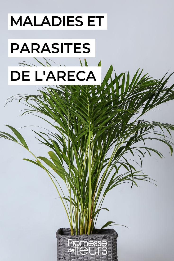 Pflege der Areca-Palme als Zimmerpflanze