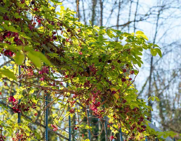 Akebie im Garten spalieren?
