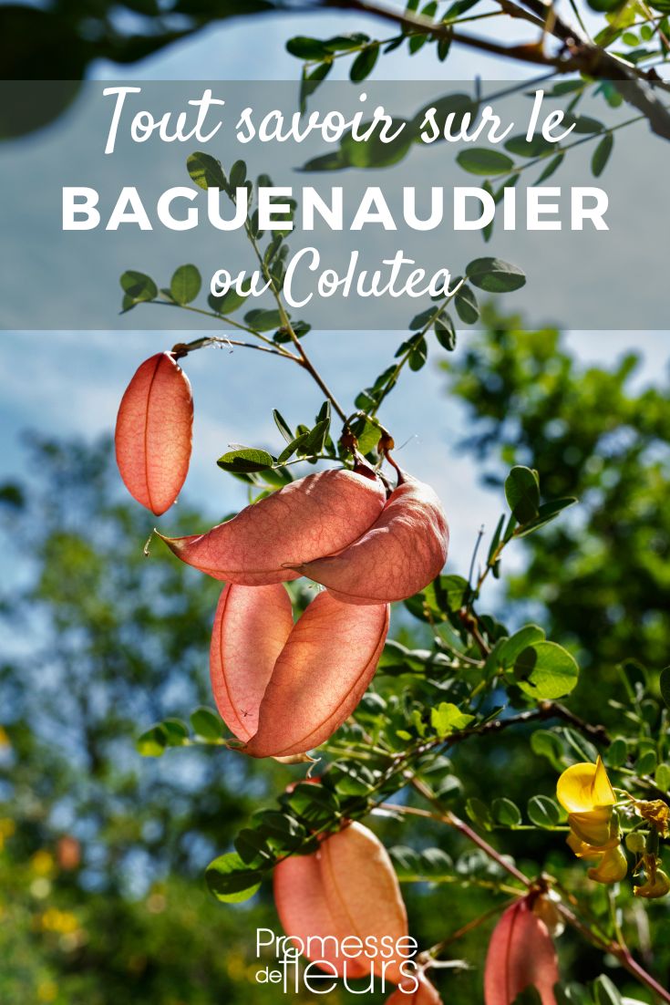 Blasenstrauch Alles über den Blasenstrauch (Colutea arborescens)