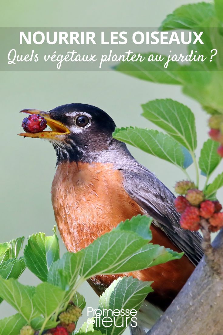 Pflanzen zur Fütterung von Vögeln