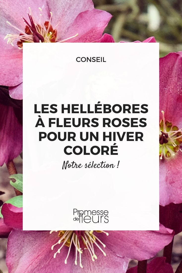 Hier ist die Übersetzung des Begriffs "helleborus" ins Deutsche:

"Nieswurz" oder "Christrose" (je nach Art)