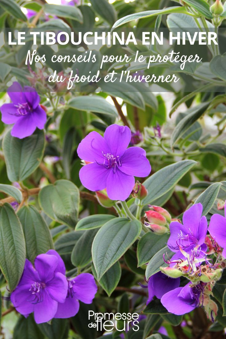 Tipps zur Überwinterung von Tibouchina