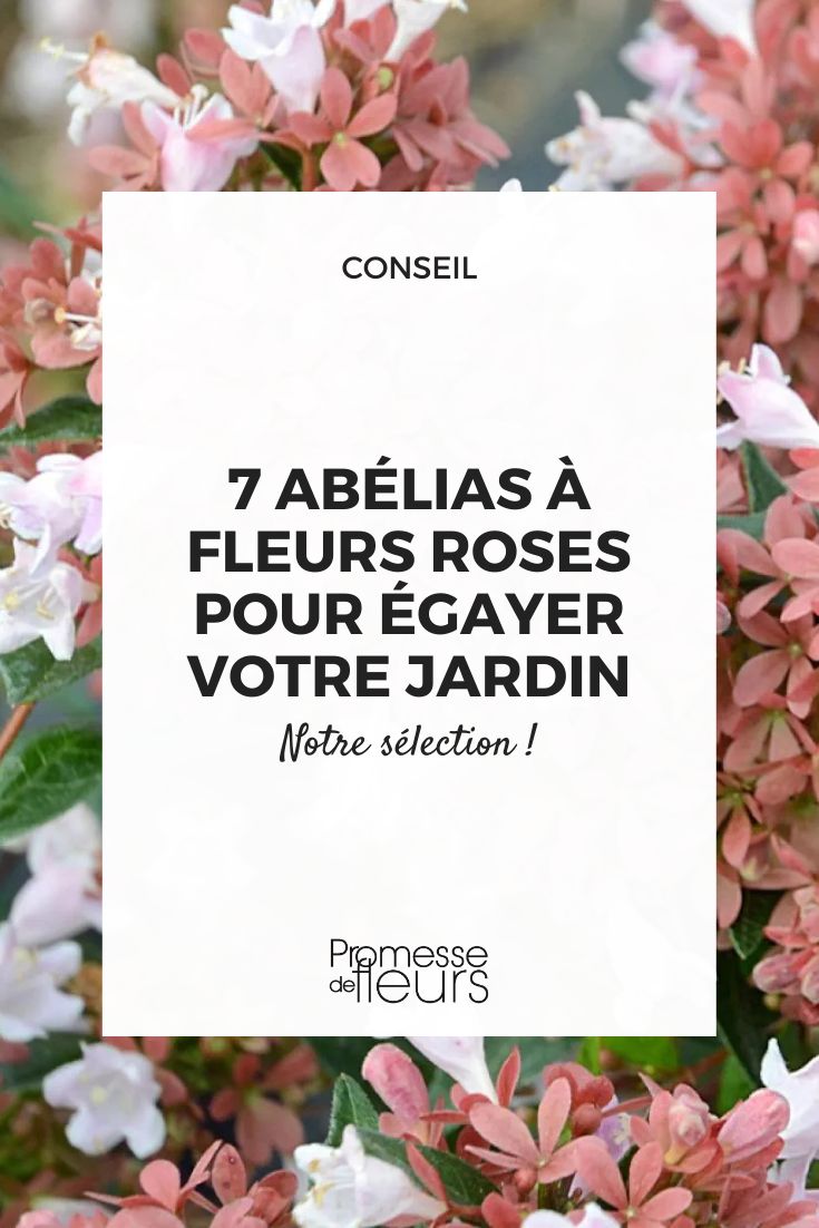 Abélia 'Himbeer-Überfluss'
