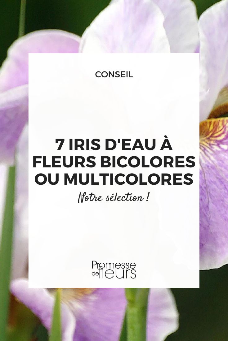 Iris sibirica 'Dance Ballerina Dance'  

(Note: Bei Pflanzennamen, insbesondere Sortennamen, wird in der Regel der originale Name beibehalten, da es sich um registrierte Sortenbezeichnungen handelt. Eine Übersetzung ist hier nicht nötig und könnte sogar irreführend sein.)