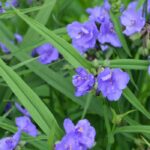 5 Ampelkräuter mit blauen oder violetten Blüten