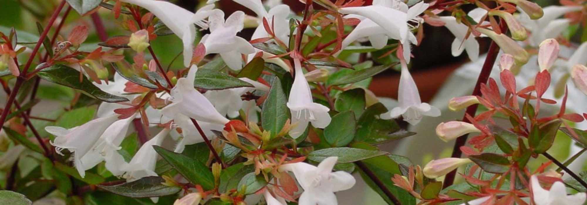 7 Abelien mit weißen Blüten für sonnige Gärten
