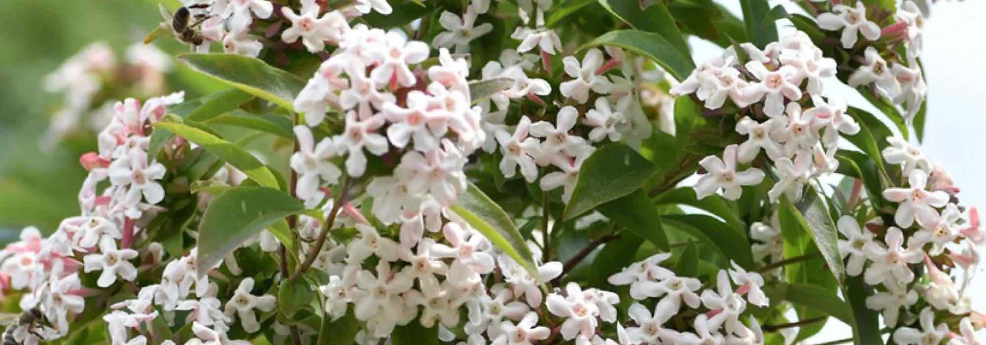 7 Abelien mit Duftblüten für einen zauberhaften Garten