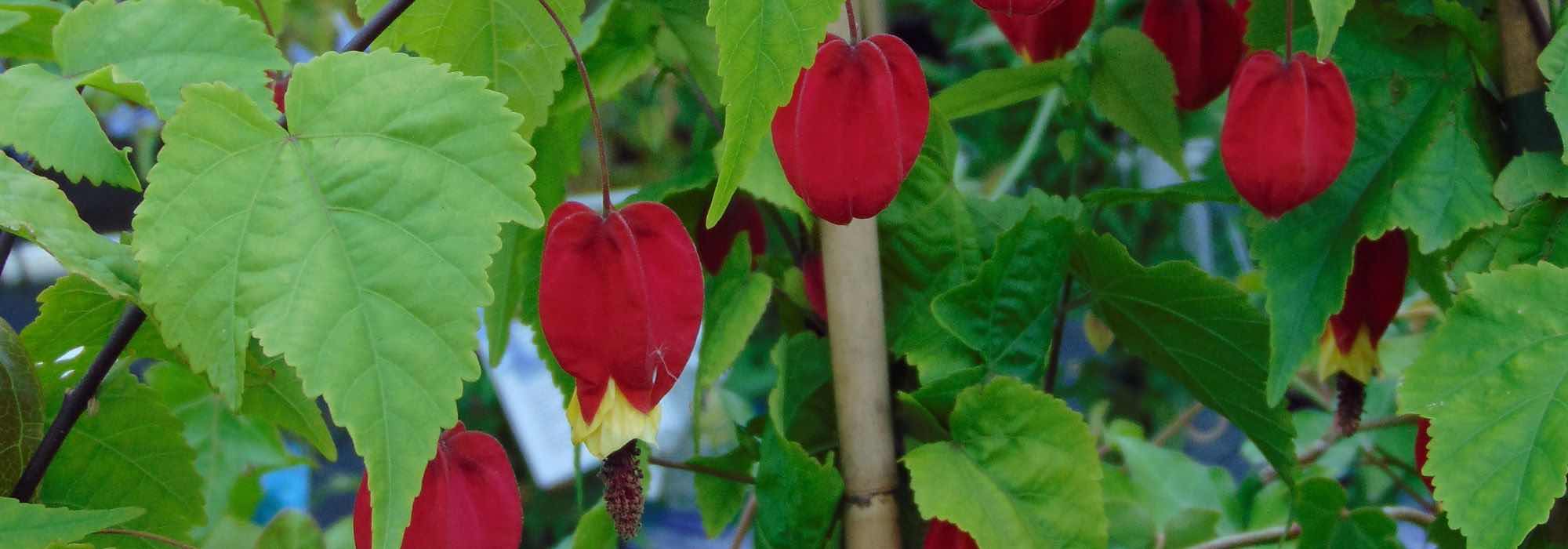 Schönmalve: Ideale Sorte für Garten oder Terrasse?